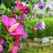 Hibiscus Syriacus Ii Art Print