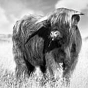 Highland Cow Portrait Black And White Art Print