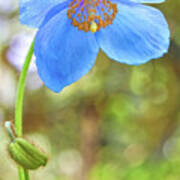 Himalayan Blue Poppy Flower Art Print