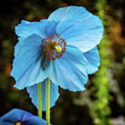 Himalayan Blue Poppy Art Print