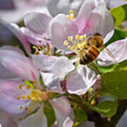 Honey Bee On Apple Blossom Art Print