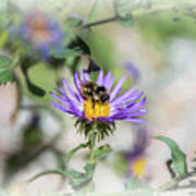Honey Bee On Purple Aster Art Print