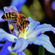 Pollinating Honey Bee Art Print