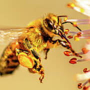 Honeybee And Apricot Blossom Art Print