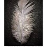 Hope Is The Thing With Feathers Art Print