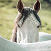 Horse In A Meadow At Sunrise Art Print