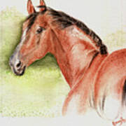 Horse In Breeze Art Print