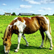 Horses In A Field In Heywood Grt Manchester, Uk Art Print