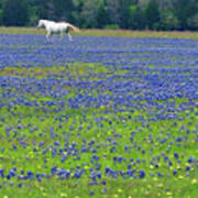 Horses Running In Field Of Bluebonnets Art Print