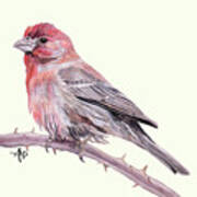 House Finch Watercolor Art Print