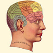 Human Head Anatomical Picture Art Print