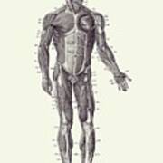 Human Muscle System - Vintage Anatomy 2 Art Print