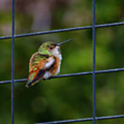 Hummimgbird Sitting On Wire Fence Art Print
