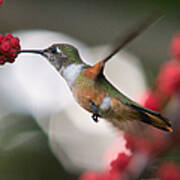 Humming Bird Taking A Sip Of Nectar Art Print