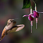 Hummingbird And Fuchsias 2 Art Print