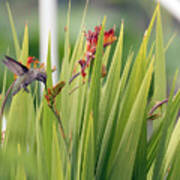 Hummingbird Crocosmia Art Print