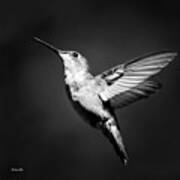 Hummingbird Flight Bw Square Art Print
