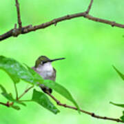 Hummingbird Green Art Print