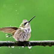 Hummingbird In The Rain Art Print