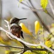 Hummingbird Looking Back Art Print