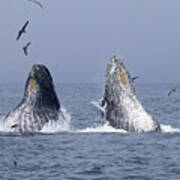 Humpback Double Lunge Feed Art Print