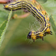 Hungry Caterpillar Art Print