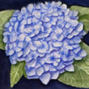 Hydrangea Flower With Blue Background Art Print