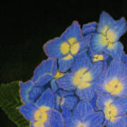 Hydrangea Flowers Art Print