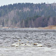 In The Strong Winds. Whooper Swan Art Print