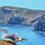 Inspiration Point Anacapa Island Seagull Art Print