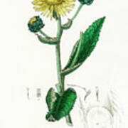 Inula Helenium - Elecampane - Medical Botany - Vintage Botanical Illustration Art Print
