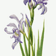 Iris Flower By Mary Vaux Walcott Art Print