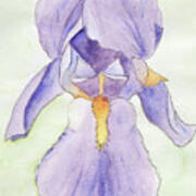 Iris Magic Art Print