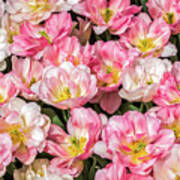 Irresistible Peach Blossom Tulips Art Print