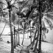 Island Dock Under Palms  Black And White Art Print