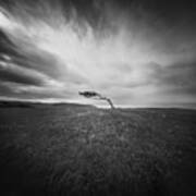 Isolated - Windswept Tree On Went Hill Art Print