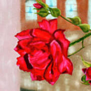 Italian Rose Art Print