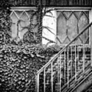 Ivy, Window And Stairs Art Print