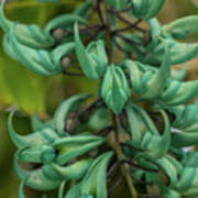 Jade Vine Blossom In A Kauai Garden Art Print