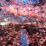 Japan Rising Sun Collection - Meguro River Cherry Blossom I I Art Print