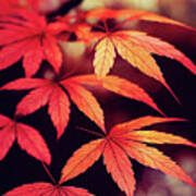 Japanese Maple 02 Red Leaves Art Print