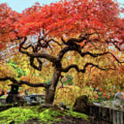 Japanese Maple Art Print