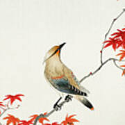 Japanese Plague Bird On Maple Art Print