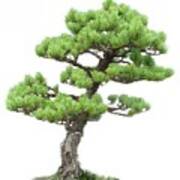 Japanese White Pine Bonsai Art Print