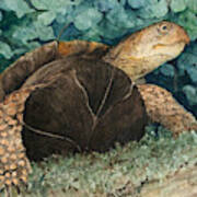 Jimmy's Turtle Art Print