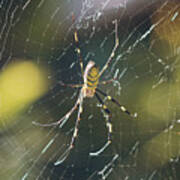 Joro Spider, Trichonephila Clavata, Spider Web Art Print