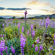 Joshua Tree Sunset Wildflowers Art Print