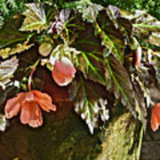 July Garden Visit Orange Begonia Art Print