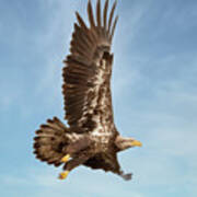 Juvenile Bald Eagle In Flight 1033 Art Print