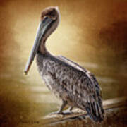 Juvenile Brown Pelican Art Print